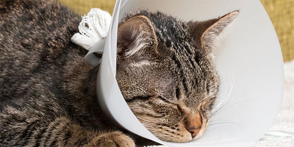 How long does it take for store a cat to heal after being spayed